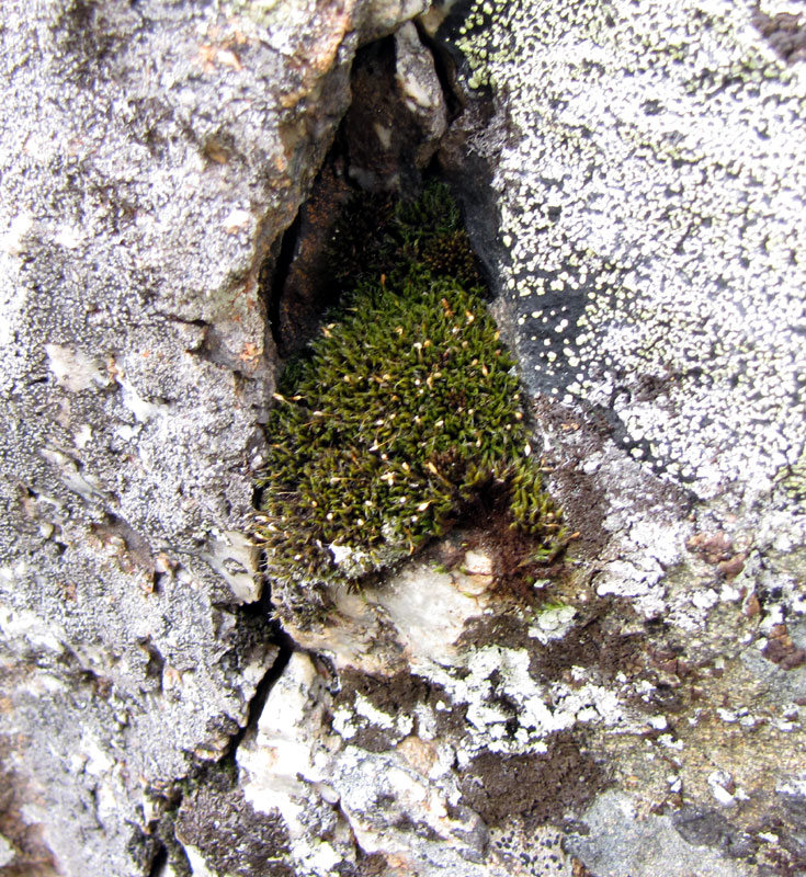 Grimmia ovalis